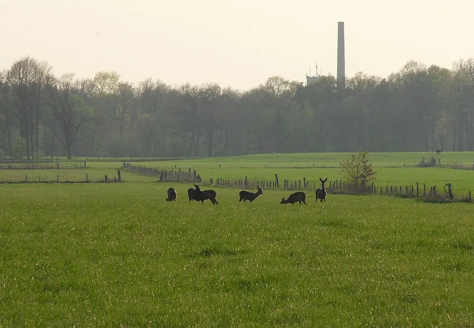 Bild: Andrieskuperus · CC BY-SA 3.0 NL Terrein waarin een urnenveld