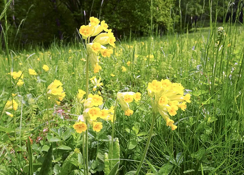 Gömsta ängs naturreservat
