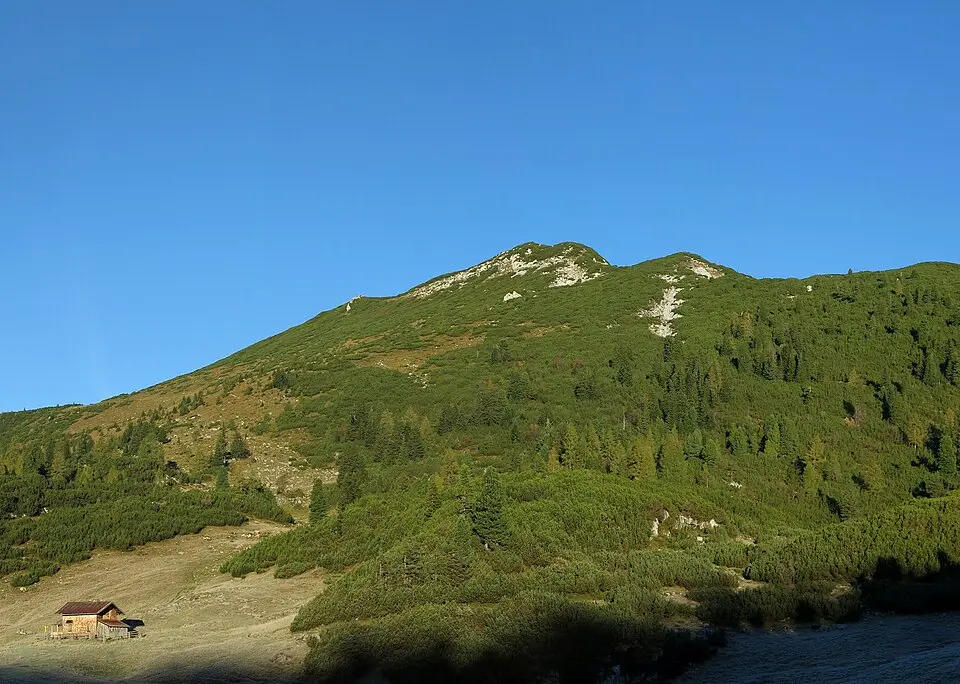 Großer Weitschartenkopf