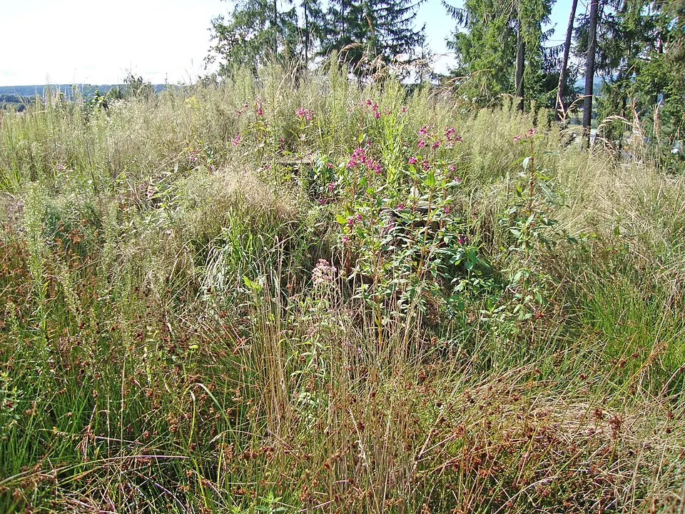 Bild: Steinbergjohann · CC BY-SA 3.0 AT Hügelgräber Pichlberg
