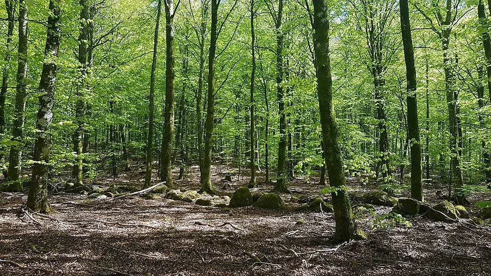 Åminne naturreservat