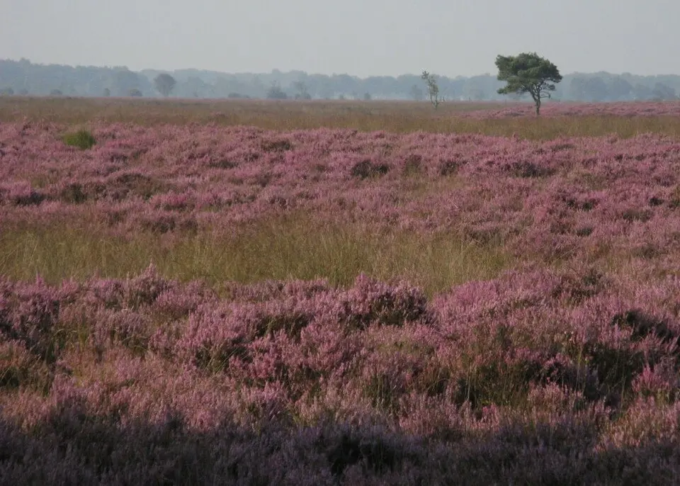 Nationaal Park Dwingelderveld