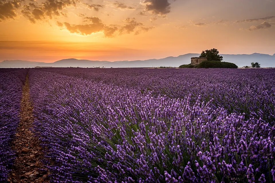 plateau de Valensole
