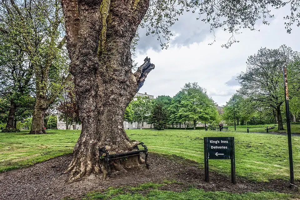 Hungry Tree