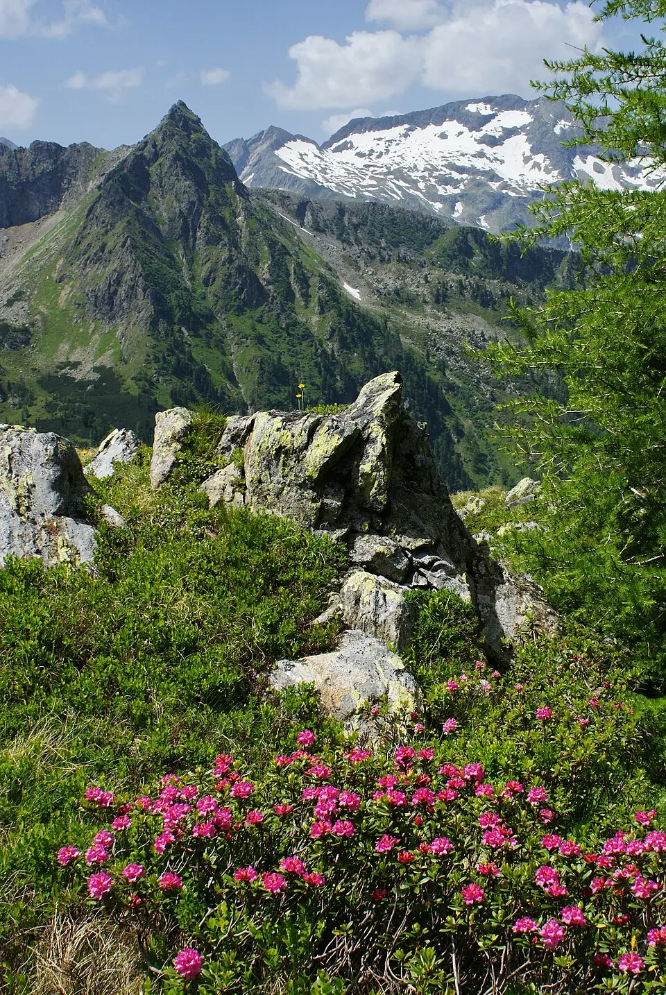 Hochgang