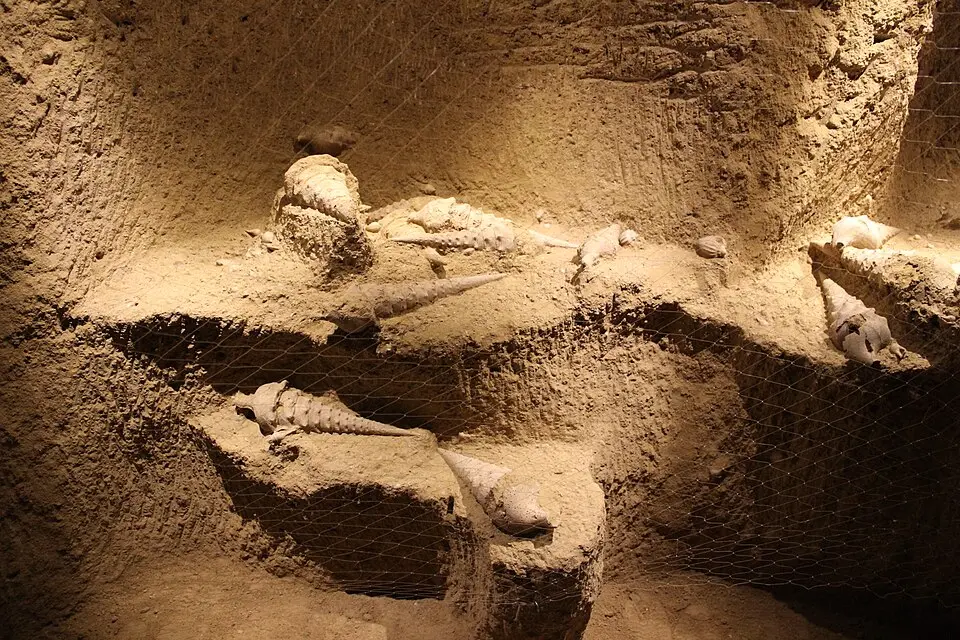 La Cave aux Coquillages