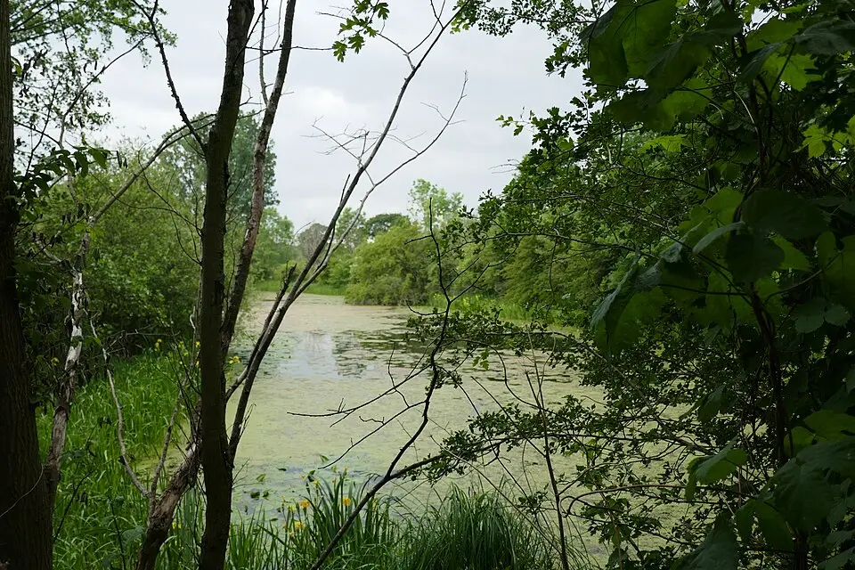 Baagebach