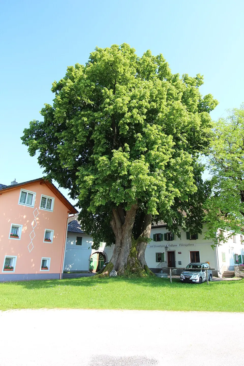 Bild: Oe5sbp · CC BY-SA 3.0 AT Tausendjährige Linde von Eisengattern