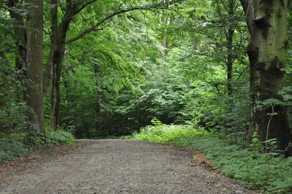 Park pałacowy