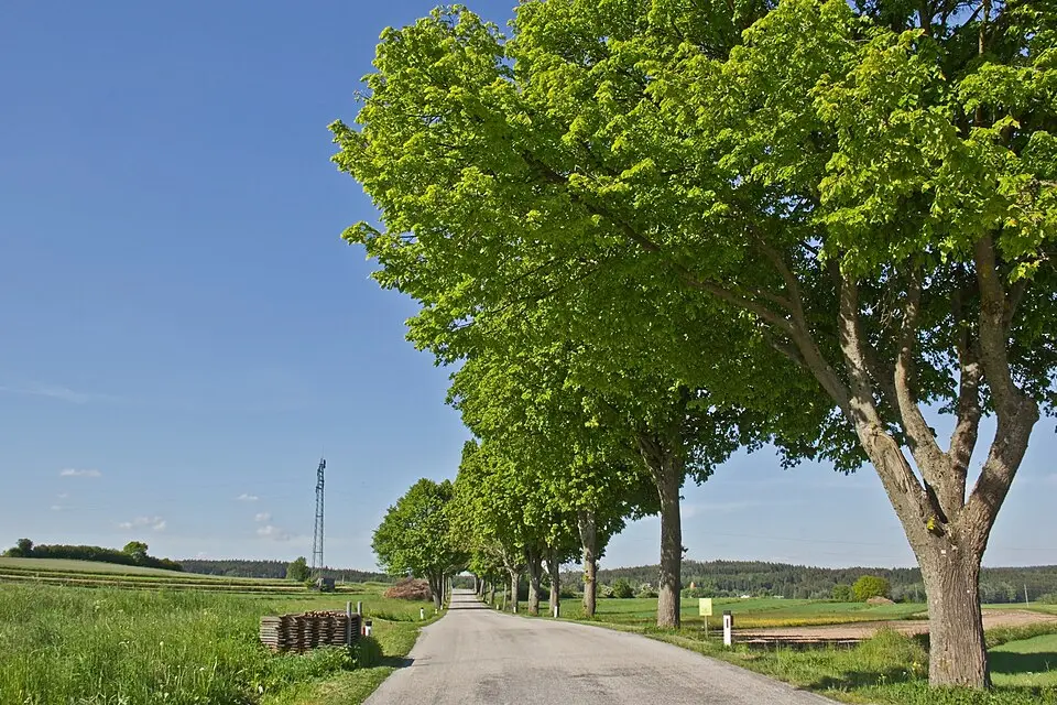 Bild: Duke of W4 · CC BY-SA 3.0 AT Allee zwischen Haslau und Seyfrieds