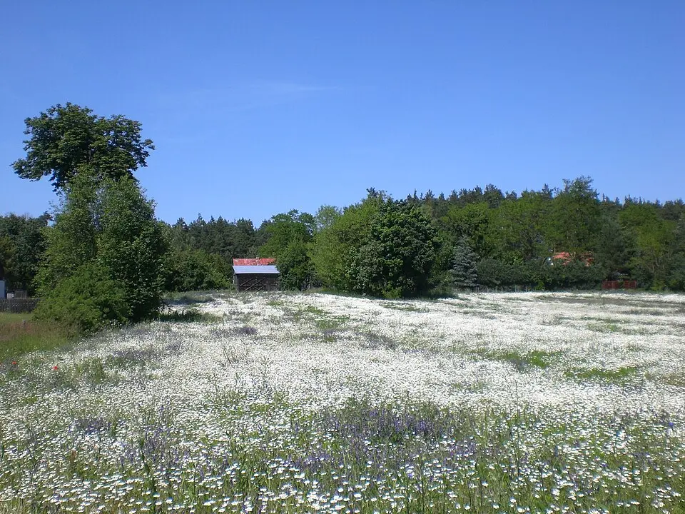 Miszewo Wielkie