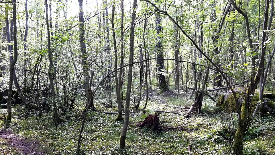 Alneskogen