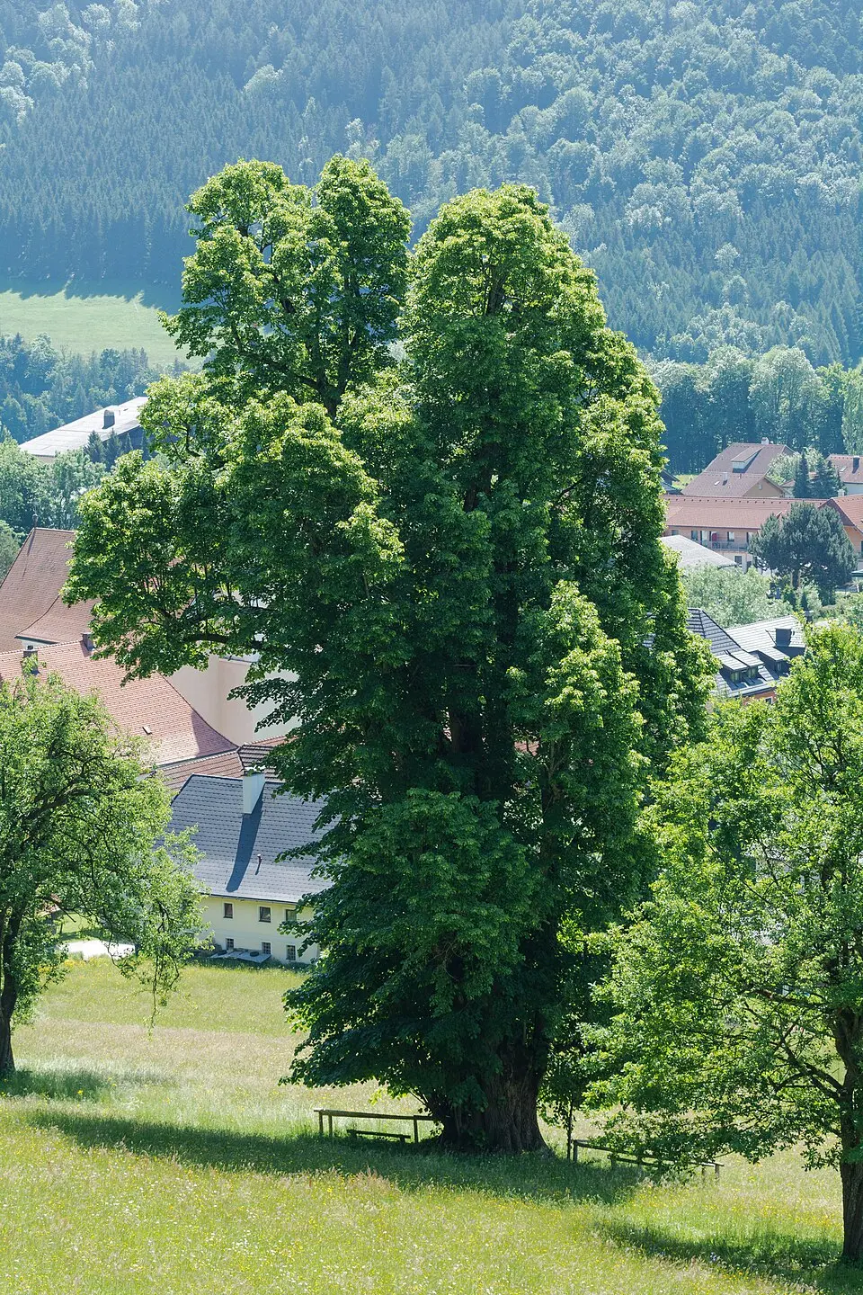 Bild: Isiwal · CC BY-SA 3.0 AT Gsanglinde in Viechtwang