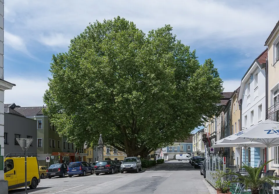 Bild: Isiwal · CC BY-SA 3.0 AT Zwei Platanen am Marktplatz