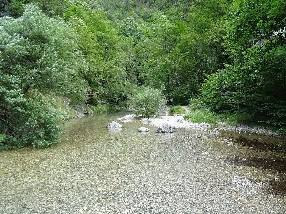 Palvico