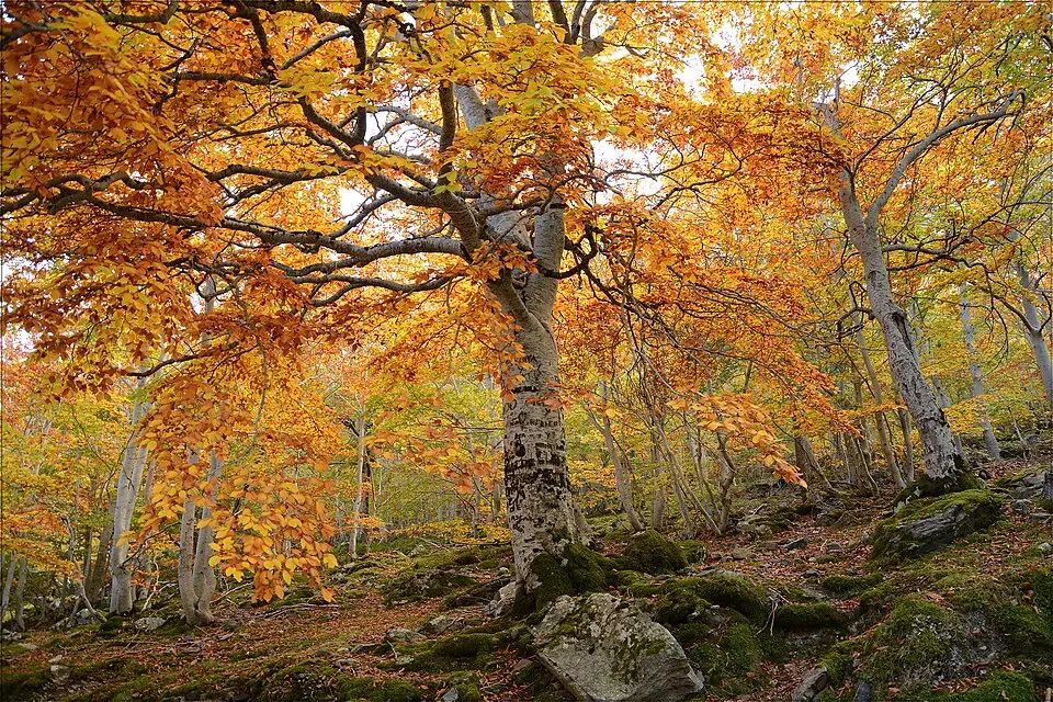 Bild: Miguel Ángel García. · CC BY 2.0 Parque natural del Moncayo