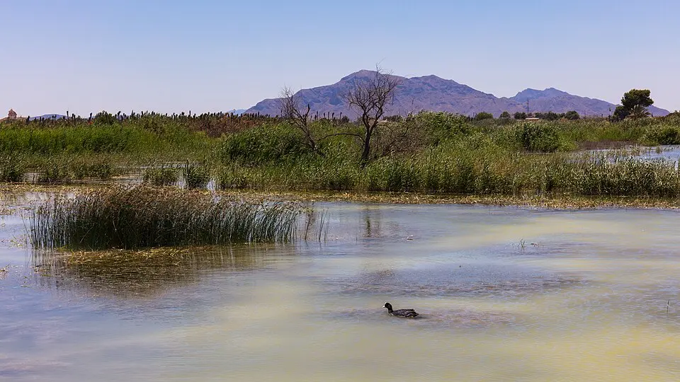 Bild: Werner Wilmes · CC BY 2.0 Parque natural de El Hondo