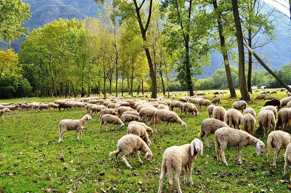bosco Tenso