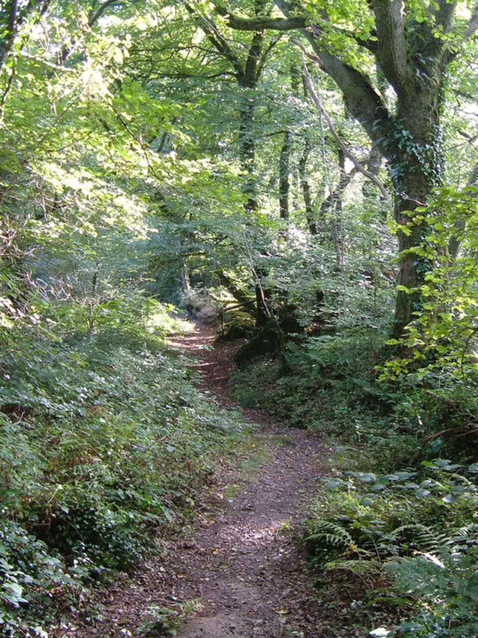 Obrázok: Derek Harper · CC BY-SA 2.0 Andrew's Wood