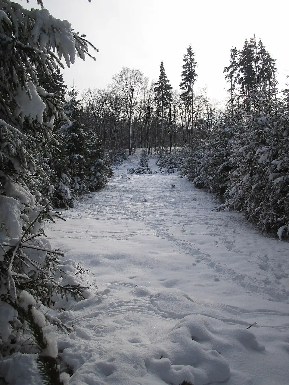 Suterkopf