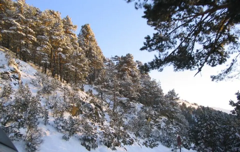 Bosque de coníferas de la península Ibérica
