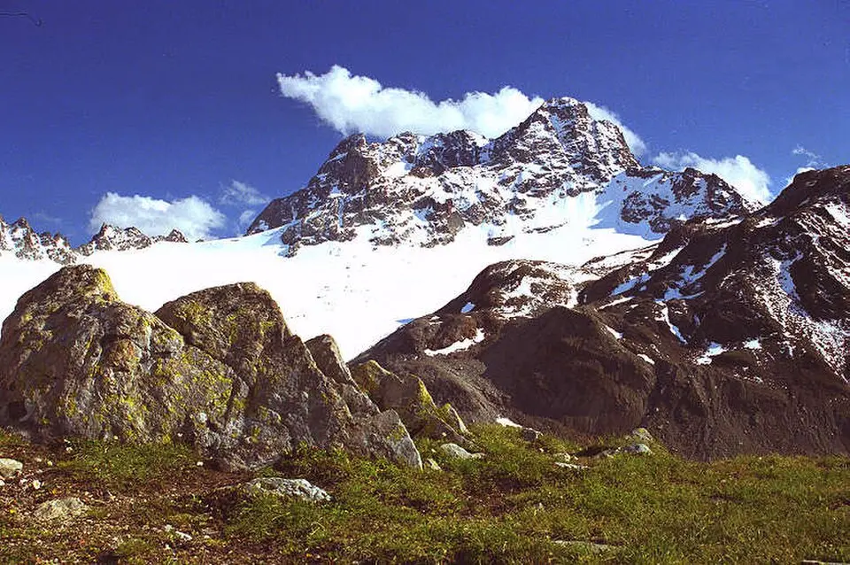 Albula