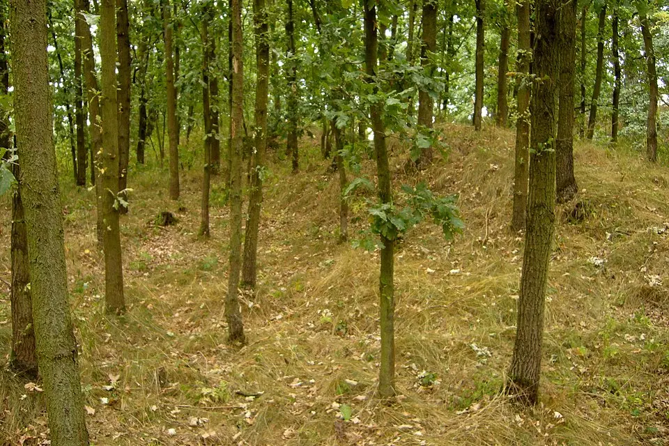Poděhusy