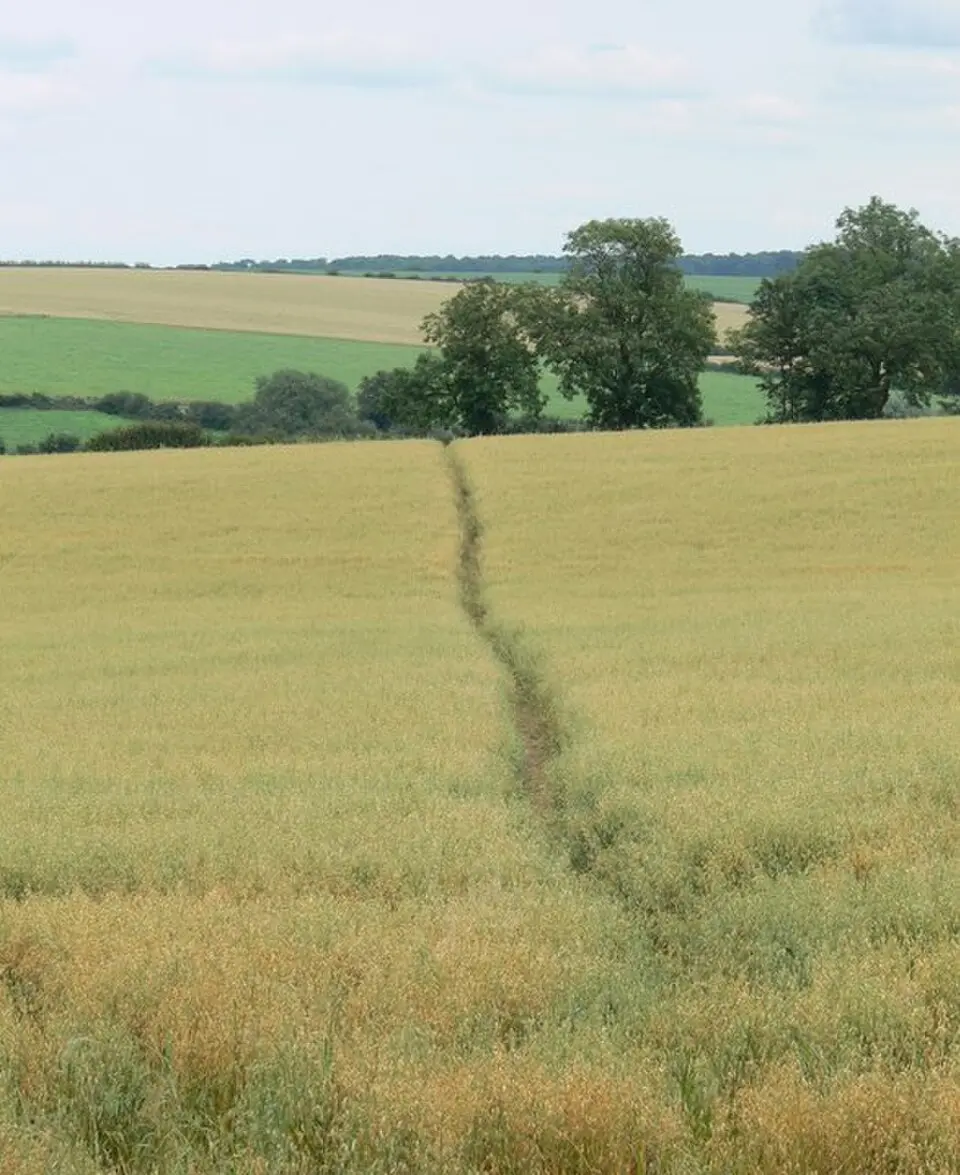 Hamilton Lea