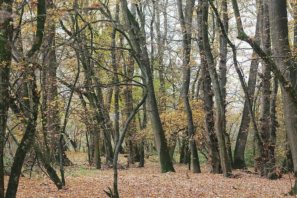 Kép: Mariamanticova · CC BY-SA 4.0 Raškovský luh