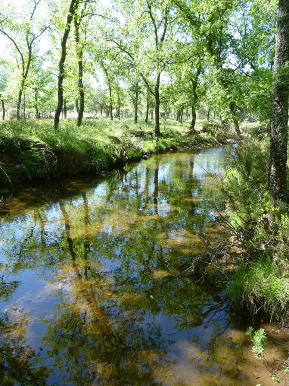 río Cedena