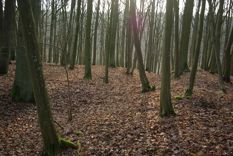 Bild: Hodihu (Diskussion) 17:04, 19. Jan. 2014 (CET) · Public domain Ringwall Schwedenschanze (Kützberg)