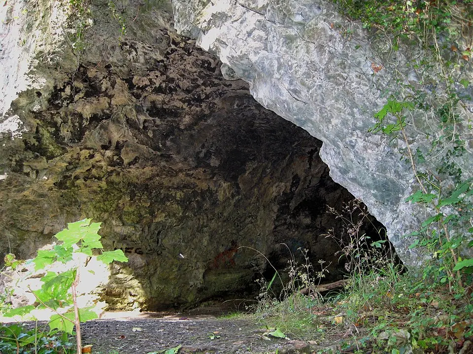 Slika: Asio otus · CC BY-SA 3.0 Prinzenhöhle (Hemer)