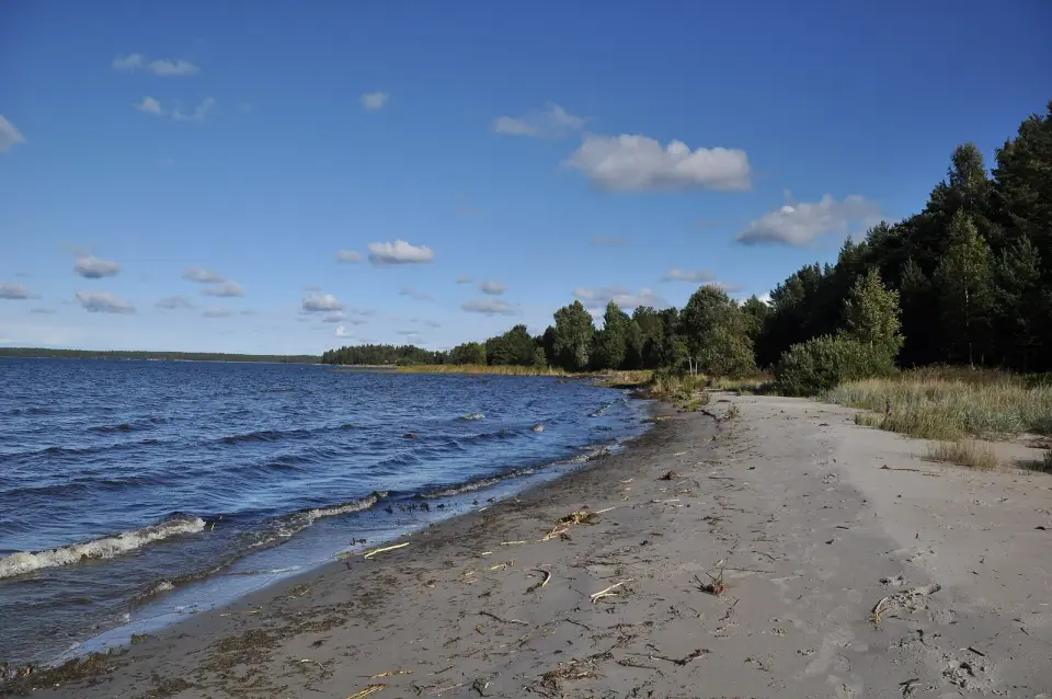 Tammispea