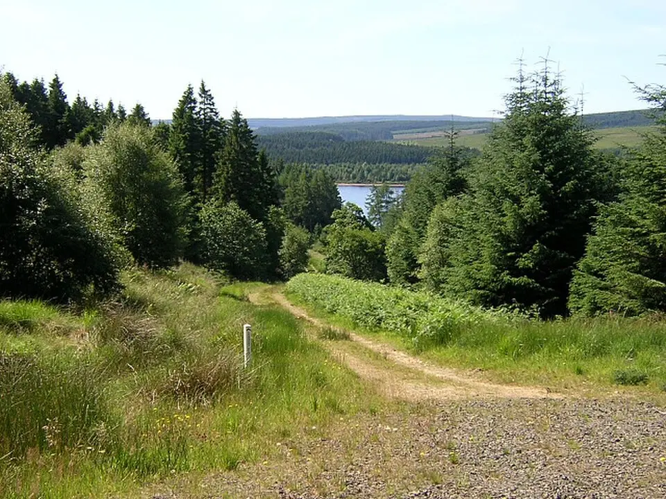 Bild: Iain Thompson · CC BY-SA 2.0 Kielder Forest