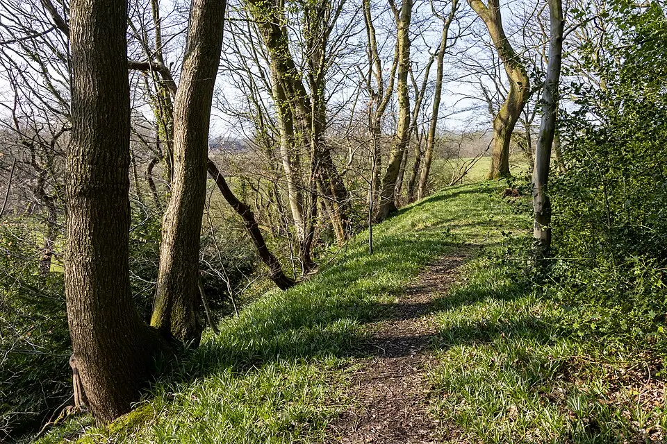Ringwork castle in Bailey's Wood
