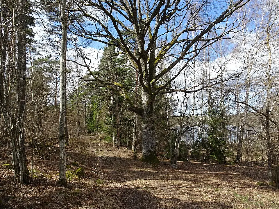 Vackstaskogen