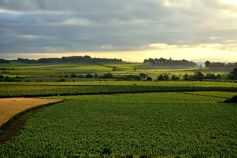 Bild: Angela Llop from Spain · CC BY-SA 2.0 Baix Penedès