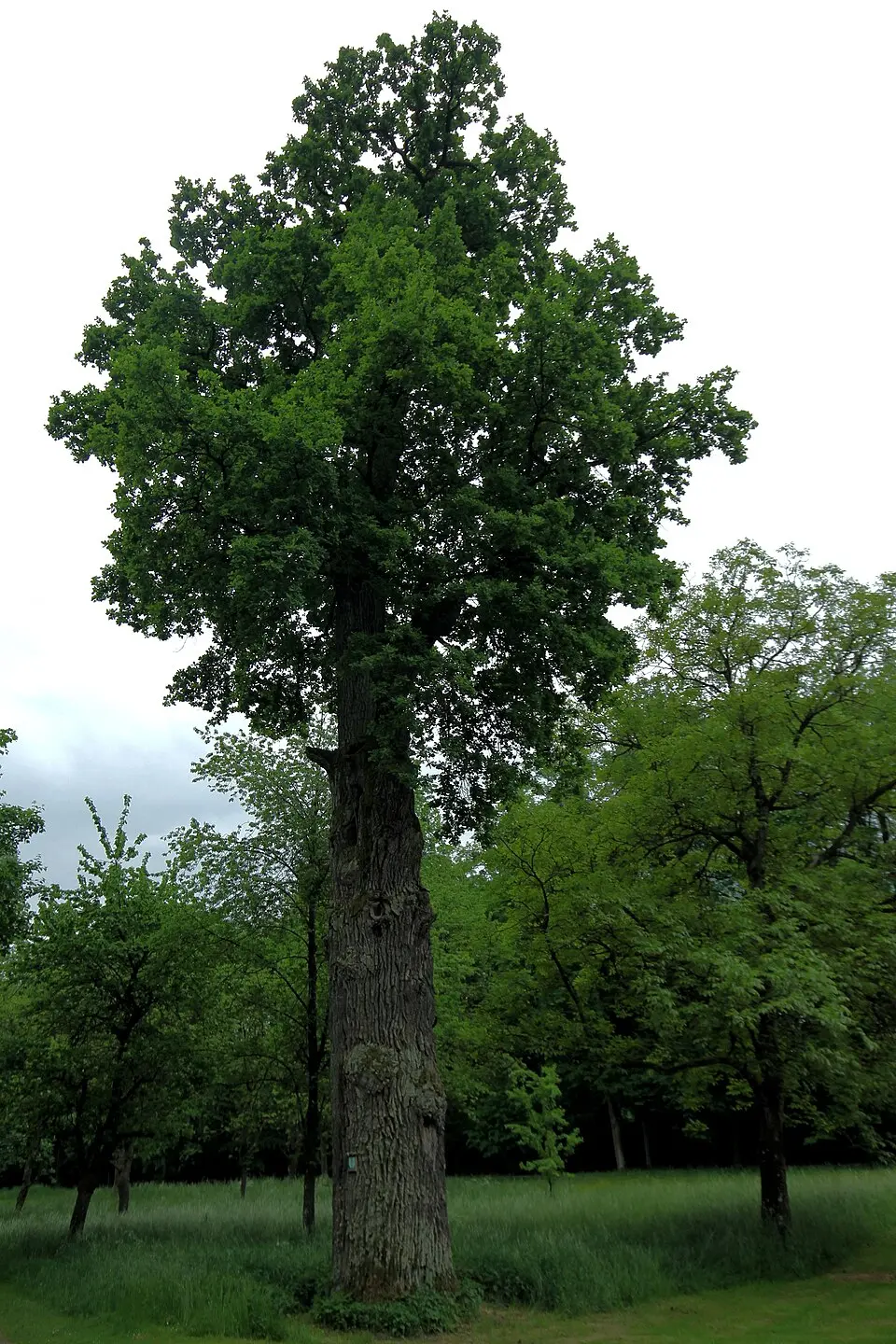 Bild: Derkönich · CC BY-SA 3.0 AT Eiche in Schwertberg