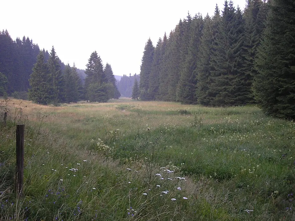 Wohlrose