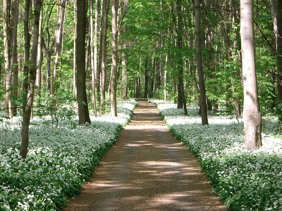 Leipziger Auwald