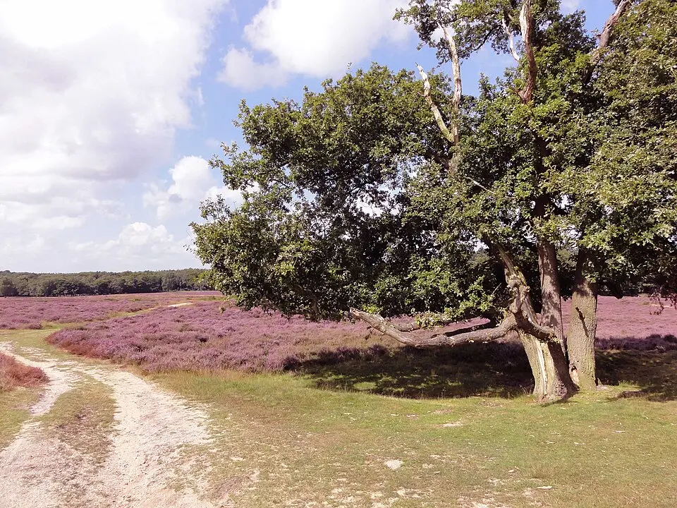 Bild: Gouwenaar · CC0 Tafelbergheide