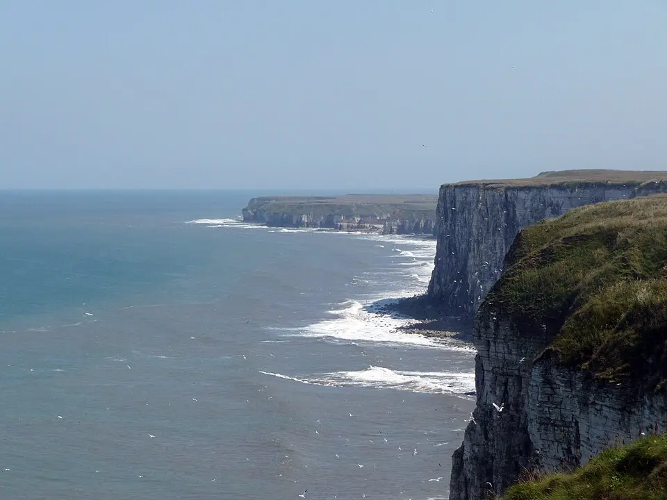 Immagine: JD554 · CC BY-SA 3.0 Bempton Cliffs RSPB reserve