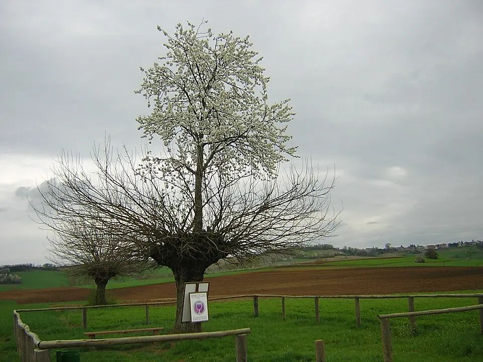 Bialbero di Casorzo