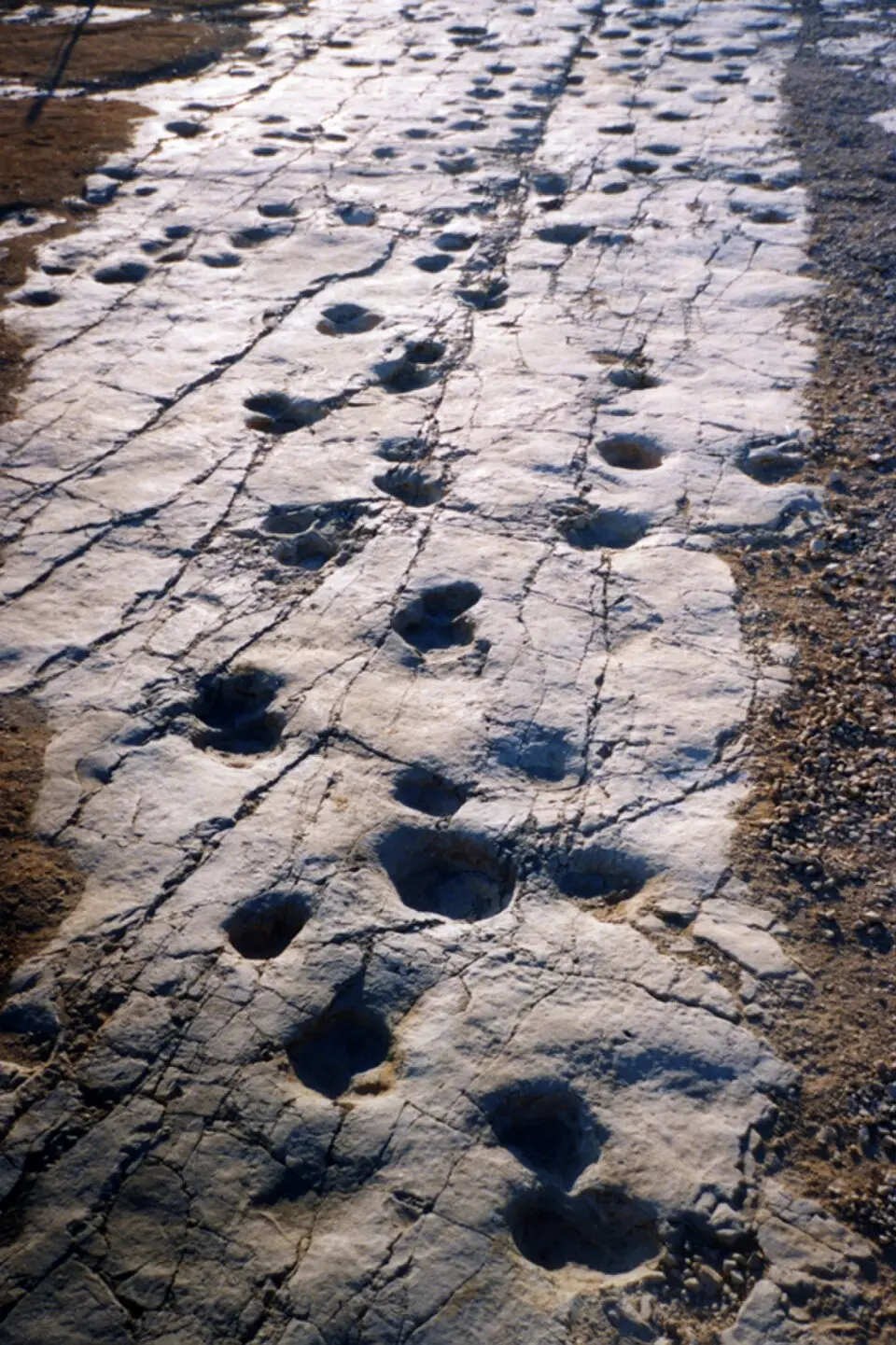 Cava dei dinosauri