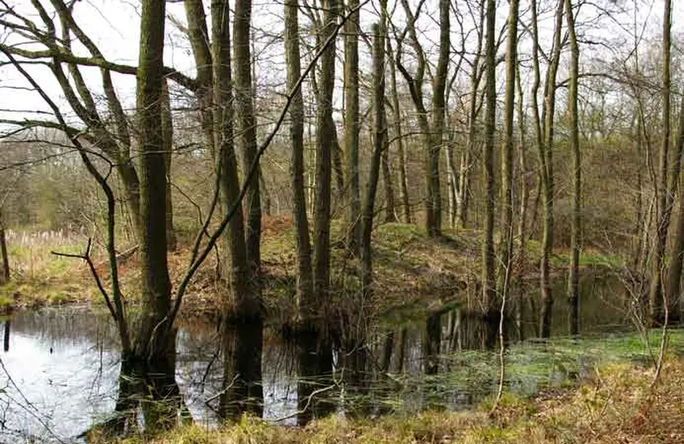 Motte Flachenhof