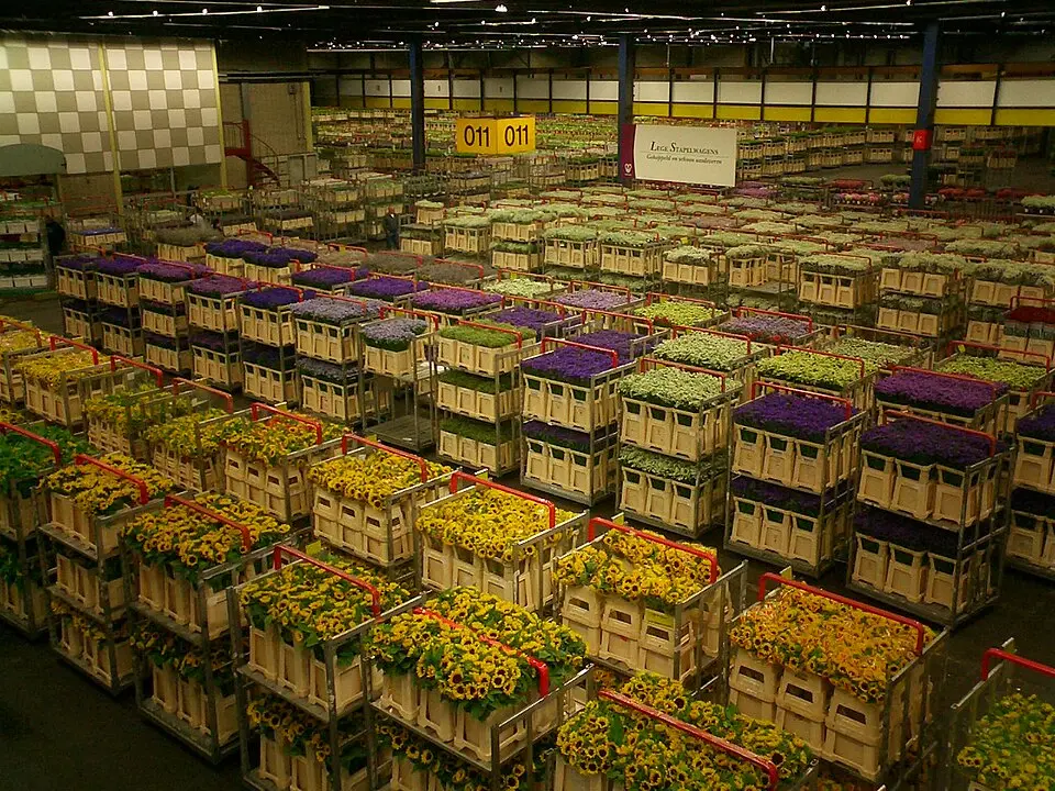 Feltöltötte: Miriam8~commonswiki · Public domain Bloemenveiling Aalsmeer
