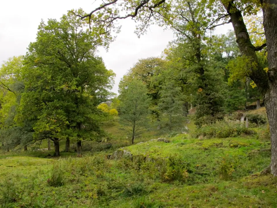 Bokedalen