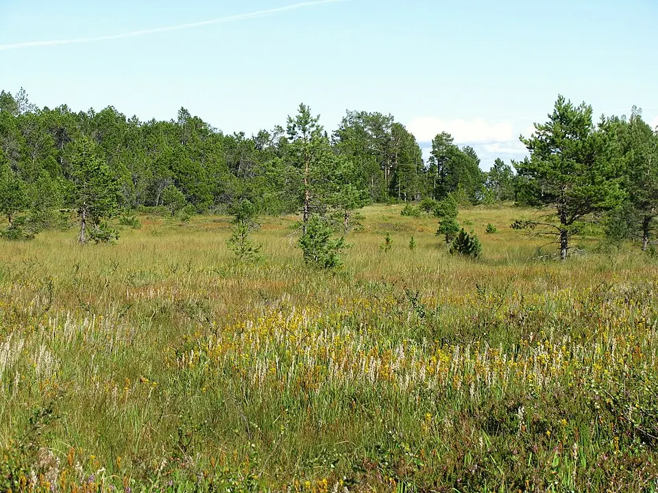 Bymarka naturreservat