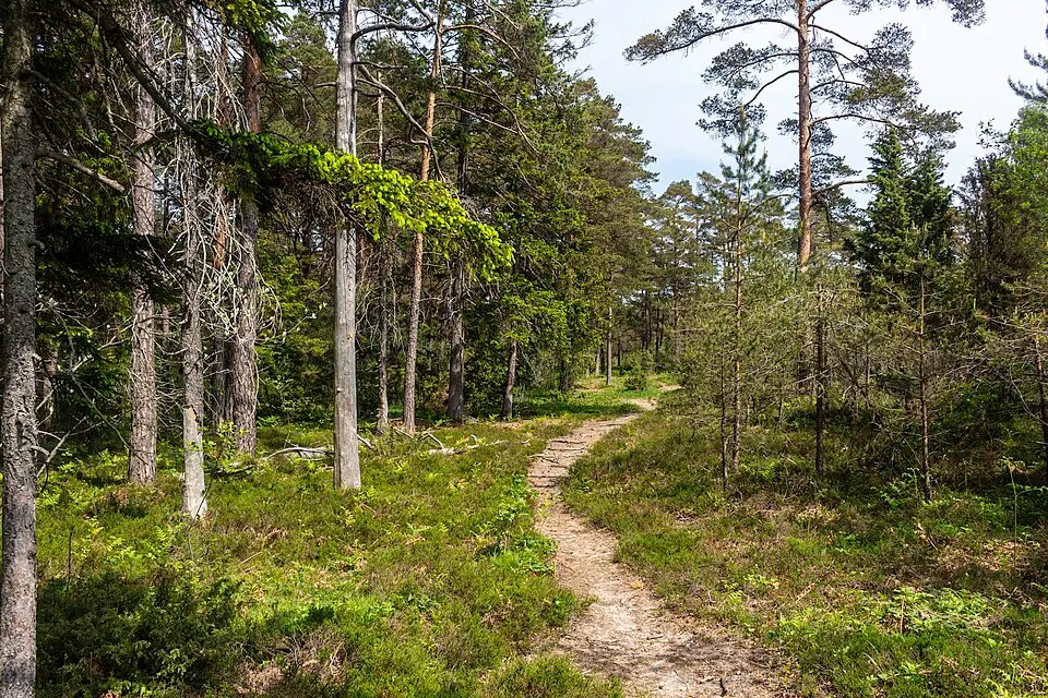 Botes källmyr