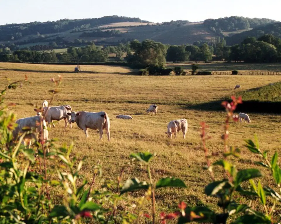 Grafschaft Charolais
